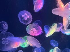 -海合安成都极地海洋公园