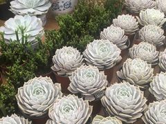 -三圣花乡旅游区