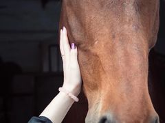 -松声马术俱乐部