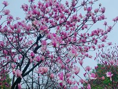 -杭州半山国家森林公园