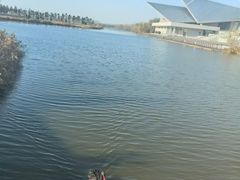 -盐城丹顶鹤湿地生态旅游区