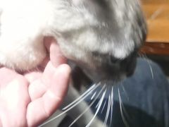 -脉冲品质汽美·贴膜(闵行店)