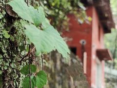 -南山植物园