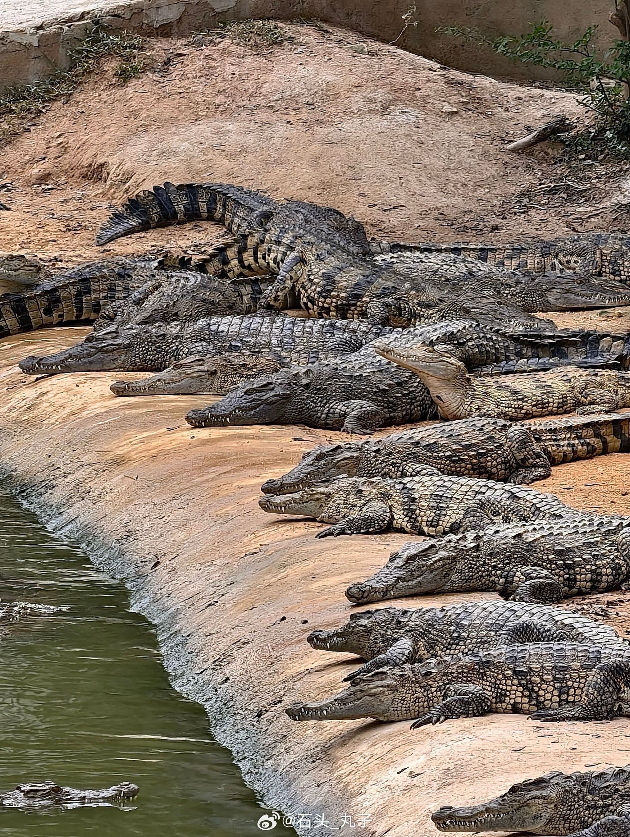 鳄鱼面对面,心跳加速的亲密接触🐊