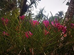 -海南热带野生动植物园