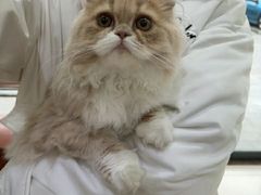 -艾贝尔宠物医院 ·内科全科(梁溪路店)