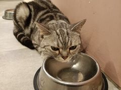 -猫儿山۰猫主题餐厅