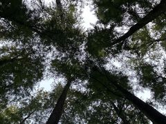 -上海共青森林公园