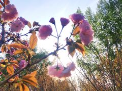 -长白岛森林公园