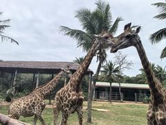 -海南热带野生动植物园