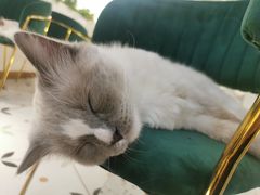 -喵喵咪呀布偶猫咖(春熙路店)
