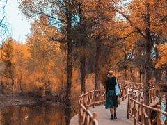 -金塔沙漠胡杨林景区