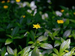 -燕晗山郊野公园