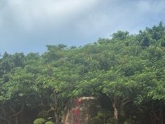 -野狸岛
