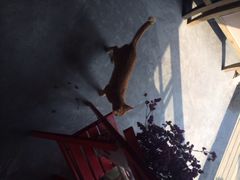 iphone_upload_pic-静香HOUSE·全时段融合餐厅(七星欢乐颂店)
