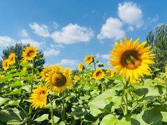 -长白岛森林公园