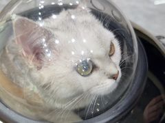-爱洗澡的猫(天河路店)