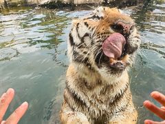 -上海野生动物园