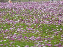 -洋湖国家湿地公园