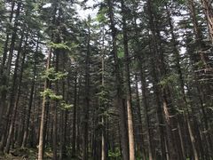 -芦芽山旅游度假区