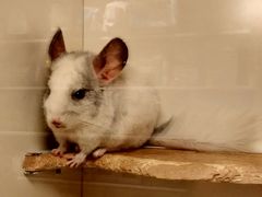 -龙猫仔乐园(惠福东路店)