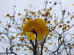 -天适樱花悠乐园