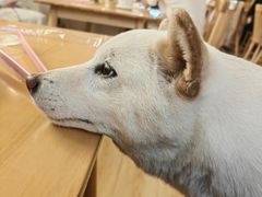 -柴の食堂·日式家庭料理·熊之肆(大学路店)