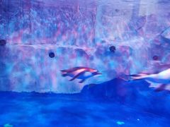 -芜湖新华联大白鲸海洋公园