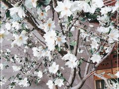-山有花啡餐厅(常营总店)