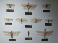 -上海昆虫博物馆