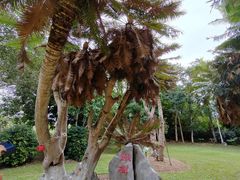 -中国科学院西双版纳热带植物园