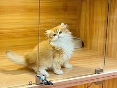 -猫十亿·布偶金渐层·曼基康矮脚猫舍(青年路店)