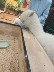 -神奇动物撸宠馆·羊驼·小浣熊·异宠(豫园店)