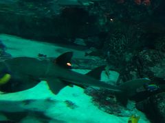 -迪拜水族馆及水下动物园