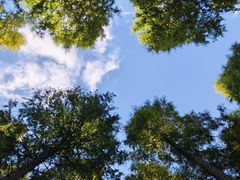 -黄海国家森林公园