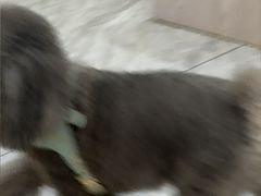 -芭比堂动物医院·24小时·眼科中心(深圳中心)
