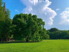 -上海共青森林公园