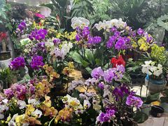 -循礼门鲜花花市(武汉循礼门店)