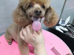 -宠福鑫康馨动物医院·骨科·眼科