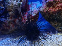 -上海海洋水族馆