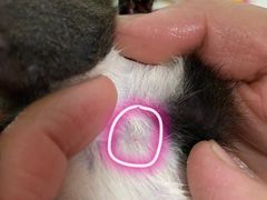 -瑞派·关忠动物医院·异宠专科·犬猫肿瘤·皮肤专科(望京店)