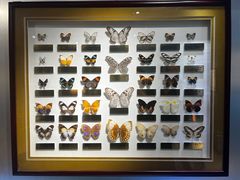 -上海昆虫博物馆