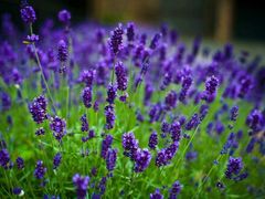 -洛阳郁金香牡丹园