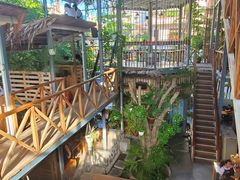 -Rainforest