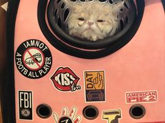 -纳吉亚猫专科动物医院博雅分院