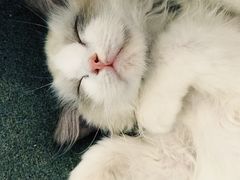 -十年猫舍·猫咪专门店(普陀店)