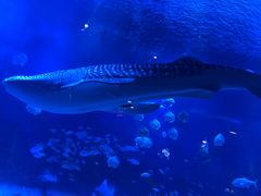 -烟台海昌鲸鲨海洋公园