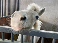 -北京群众马术培训基地