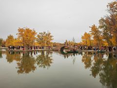-金塔沙漠胡杨林景区