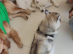-怪兽屋·羊驼·猫咖·狗咖(俊华广场店)